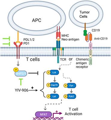 YIV-906 enhances nuclear factor of activated T-cells (NFAT) activity of T cells and promotes immune checkpoint blockade antibody action and CAR T-cell activity